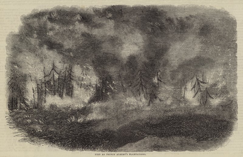 Feuer in Prinz Alberts Plantagen (Stich) von English School