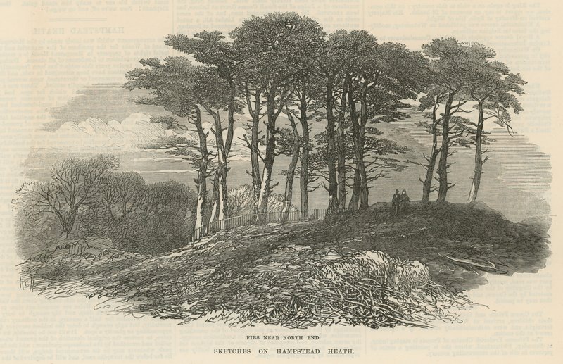 Fichten in der Nähe des Nordendes, Hampstead Heath von English School