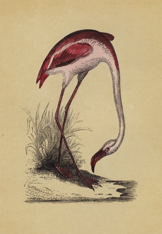 Flamingo von English School