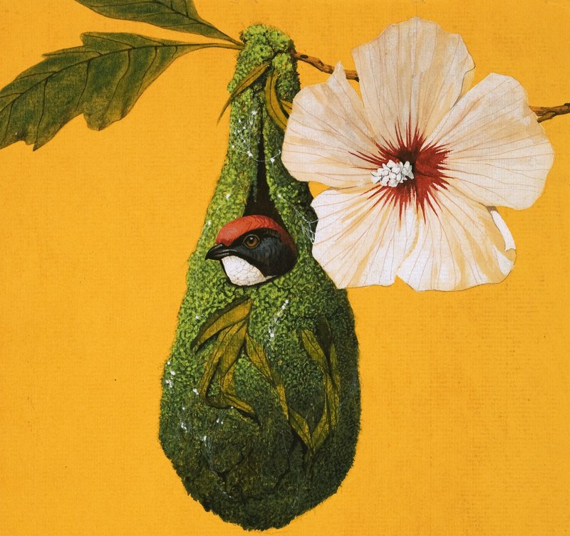 Blütenpicker-Vogel aus Indien und Australien von English School