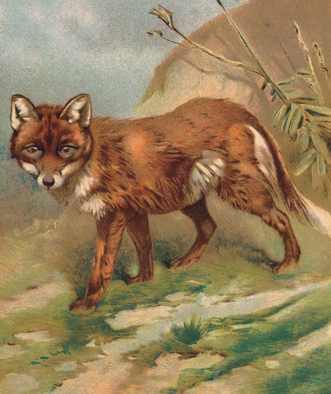 Fuchs von English School