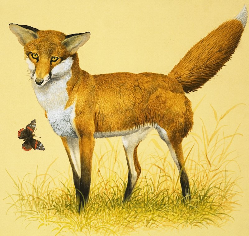 Fuchs und Schmetterling von English School