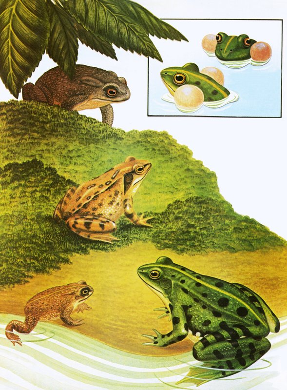 Frösche und Kröten von English School