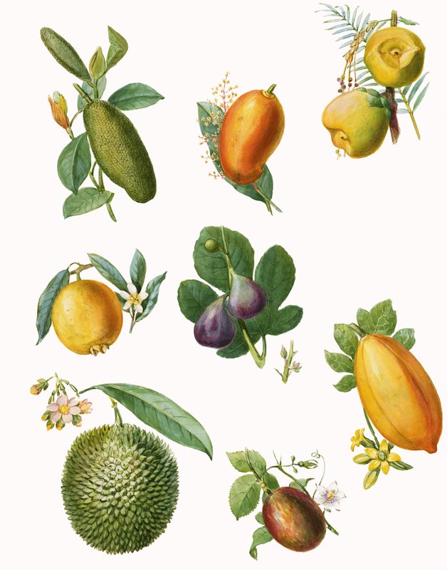 Frucht von English School