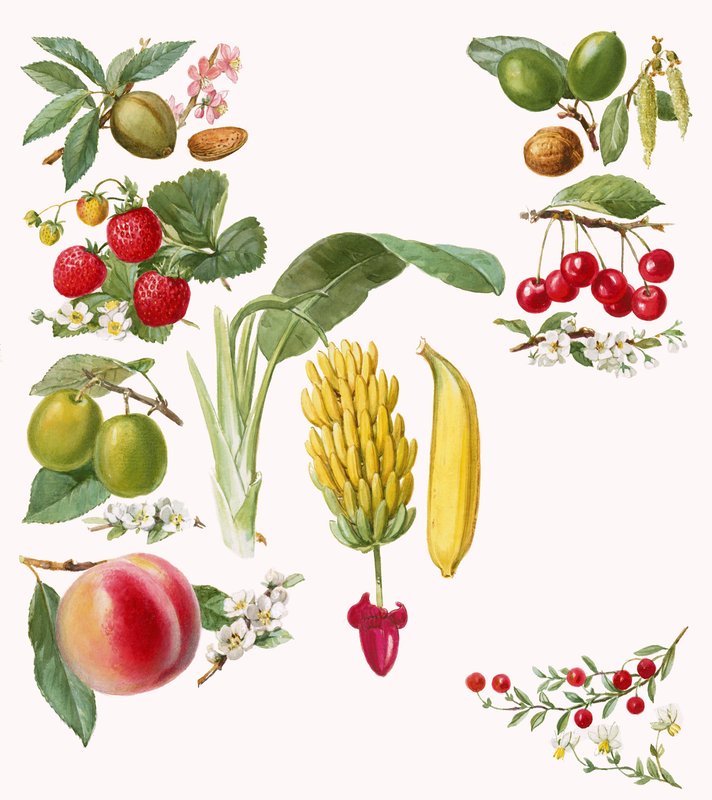 Früchte von English School