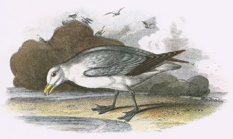 Eissturmvogel von English School