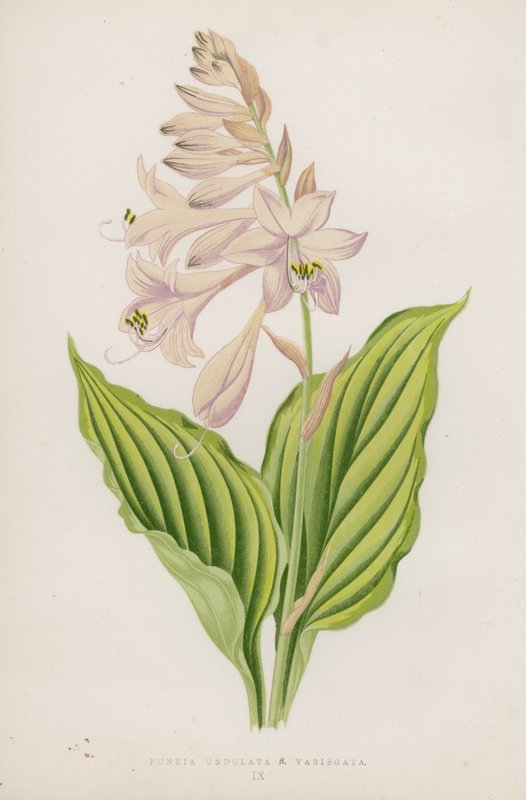 Funkia Undulata; B Variegata von English School