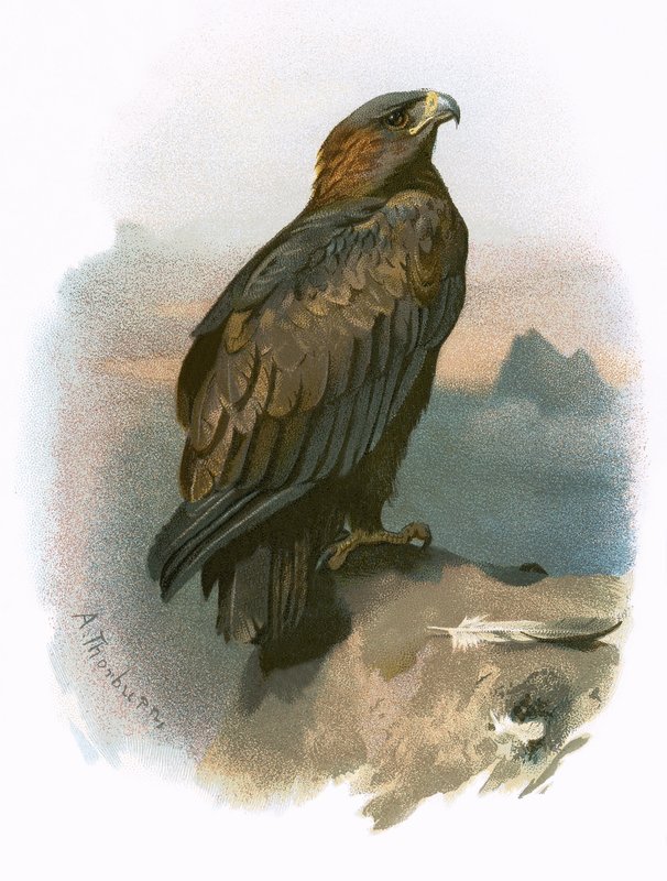 Steinadler von English School
