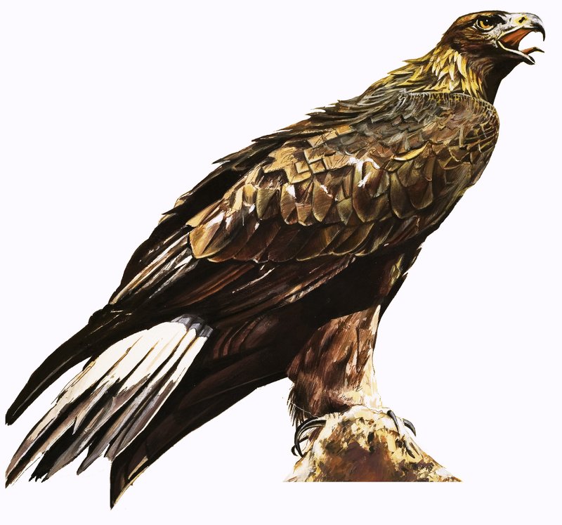Steinadler von English School