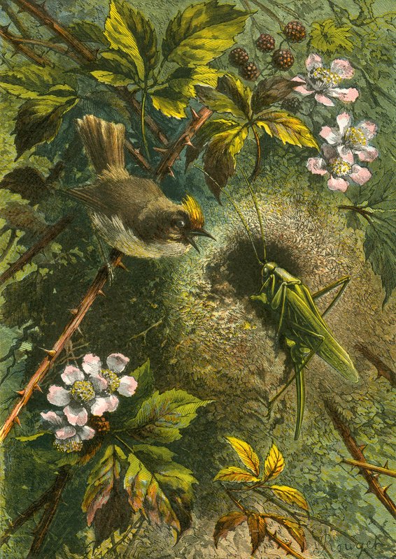 Goldhähnchen und Heuschrecke von English School