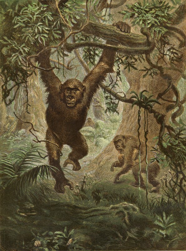Gorillas zu Hause von English School