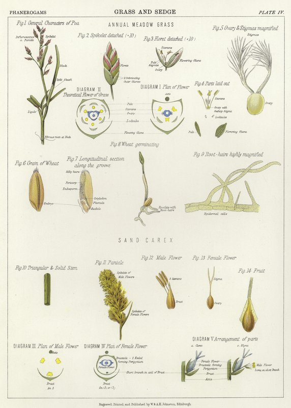 Gras und Segge von English School