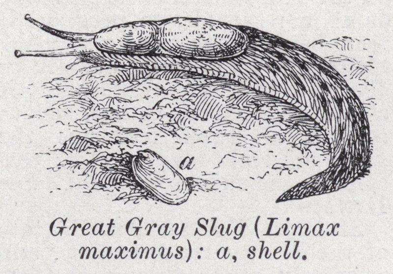Große graue Nacktschnecke, Limax maximus von English School
