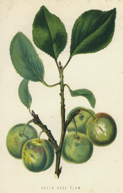 Reineclaude-Pflaume von English School