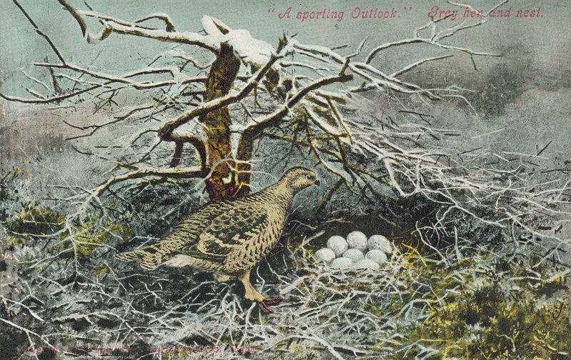 Graue Gans und Nest von English School