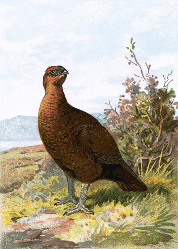 Moorhuhn von English School