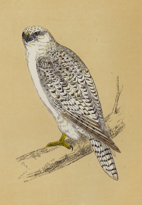Gerfalke von English School