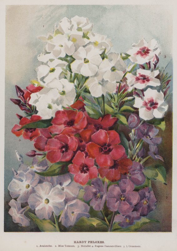 Hardy-Phlox von English School