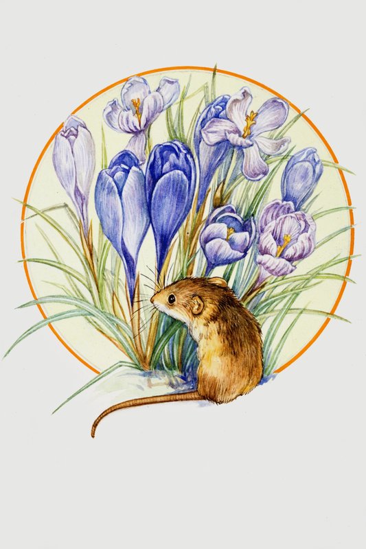 Erntemaus und Krokus von English School
