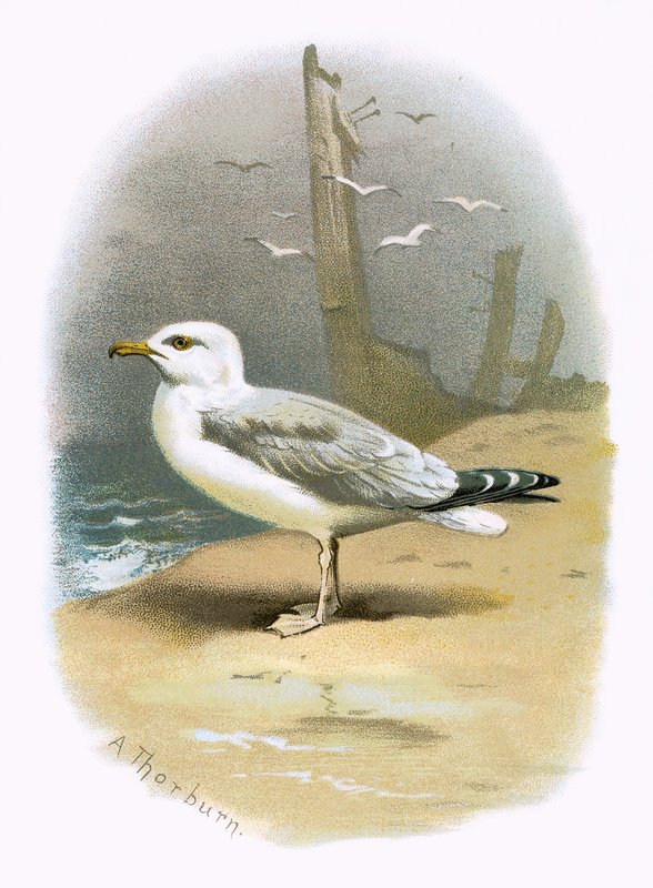 Silbermöwe von English School