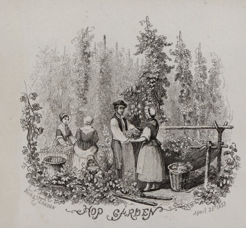 Hopfengarten (Stich) von English School