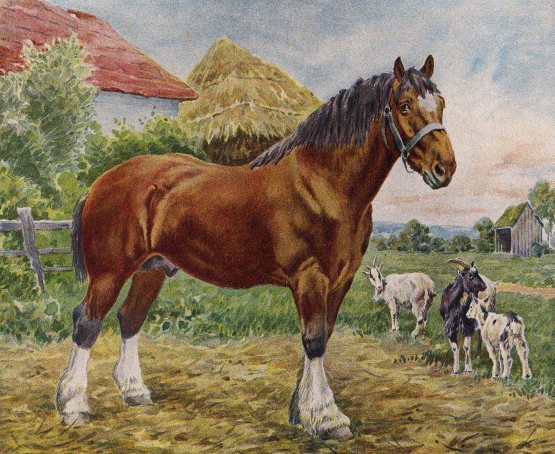 Pferd und Ziegen von English School