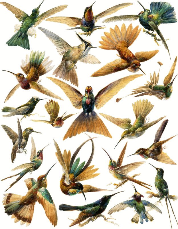 Kolibris von English School