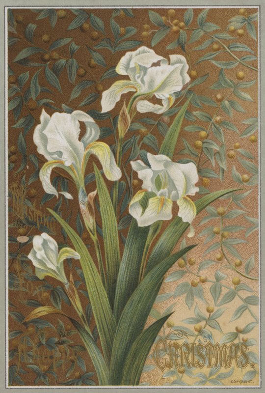 Iris von English School