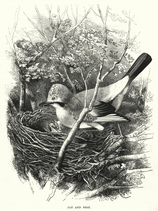 Eichelhäher und Nest von English School