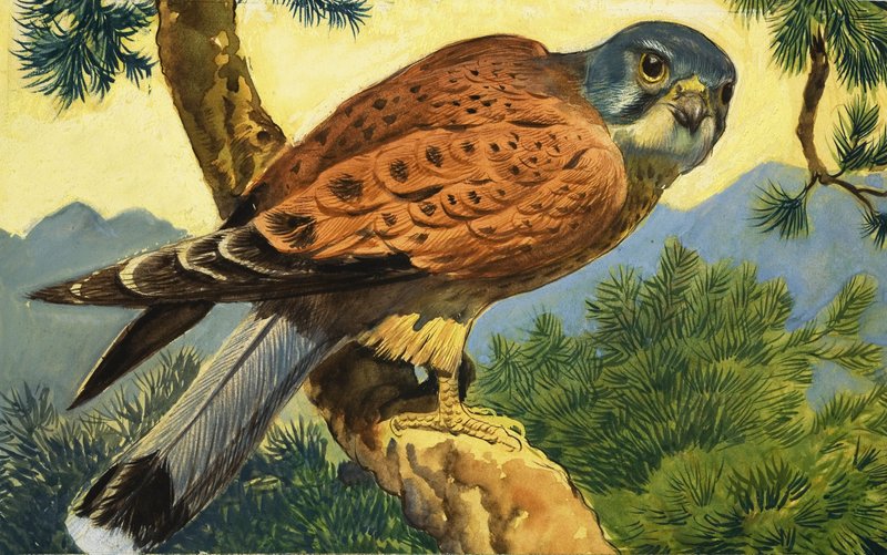 Turmfalke von English School