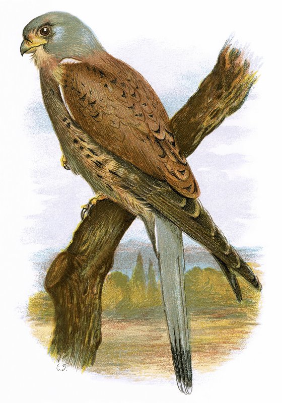Turmfalke von English School