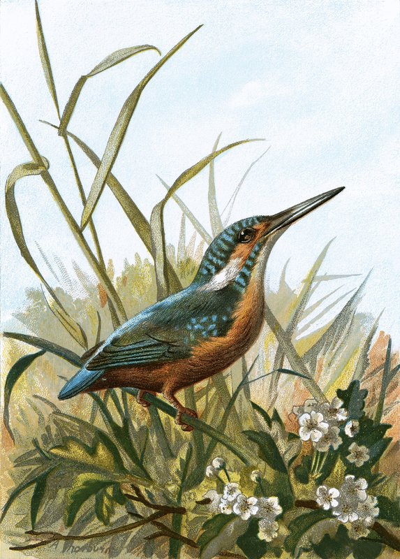 Eisvogel von English School