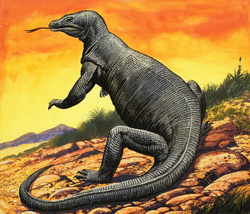 Komodowaran von English School