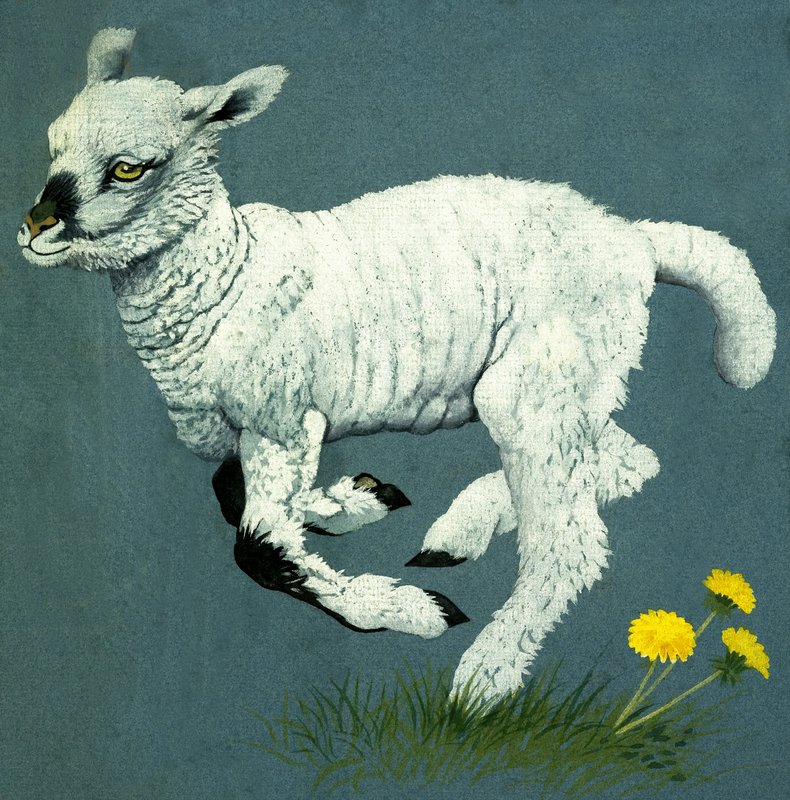 Lamm von English School