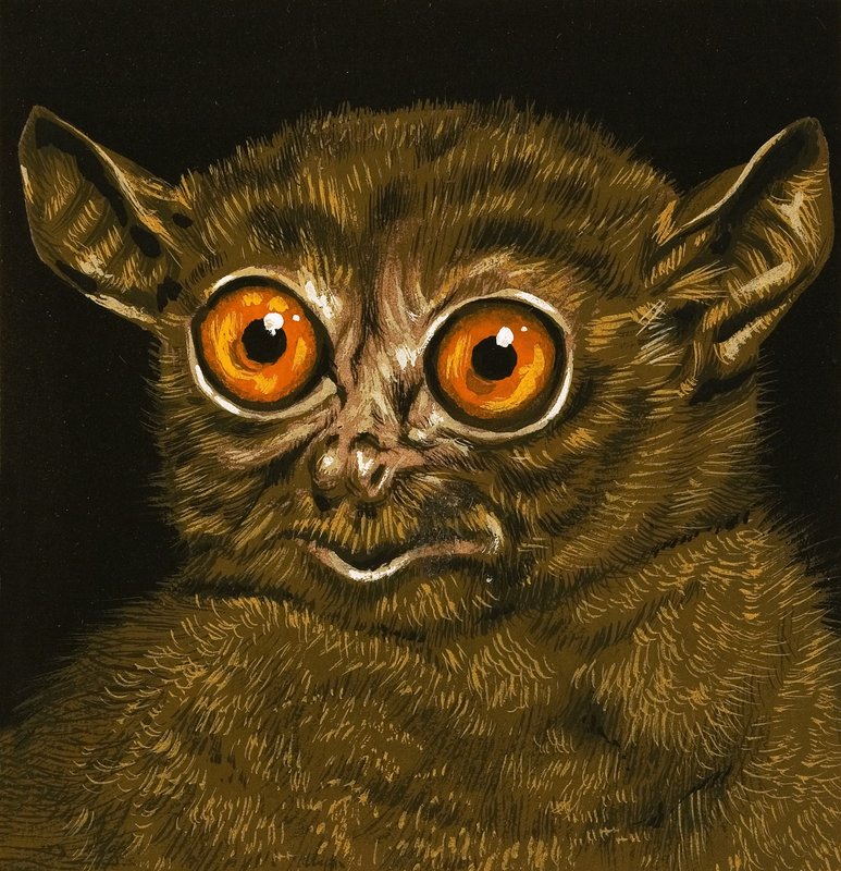 Lemur von English School