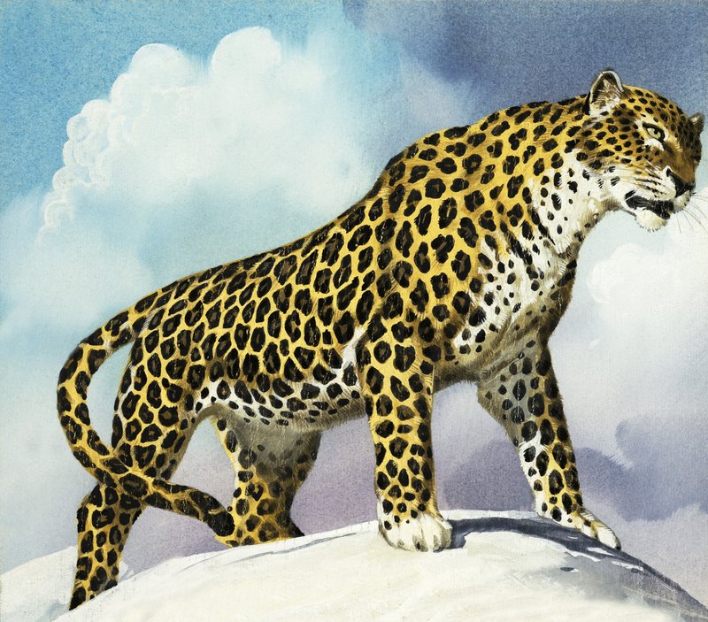 Leopard im Schnee von English School