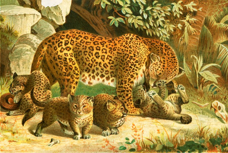 Leoparden von English School