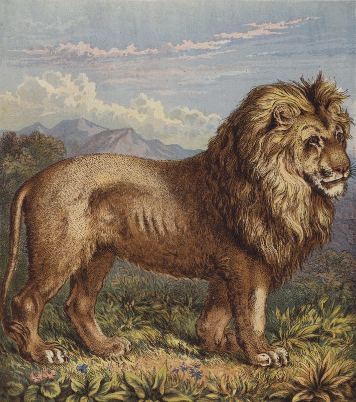 Löwe von English School