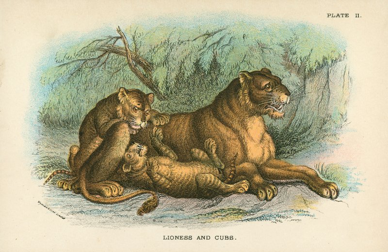 Löwin und Junge von English School