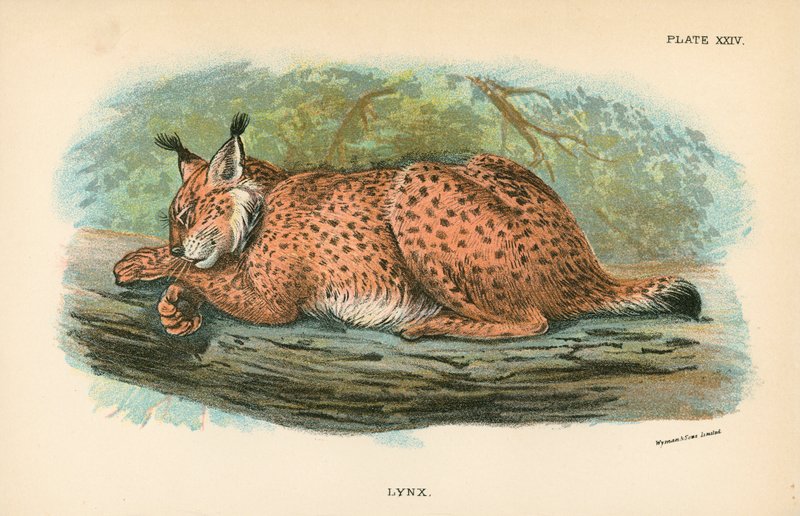 Luchs von English School