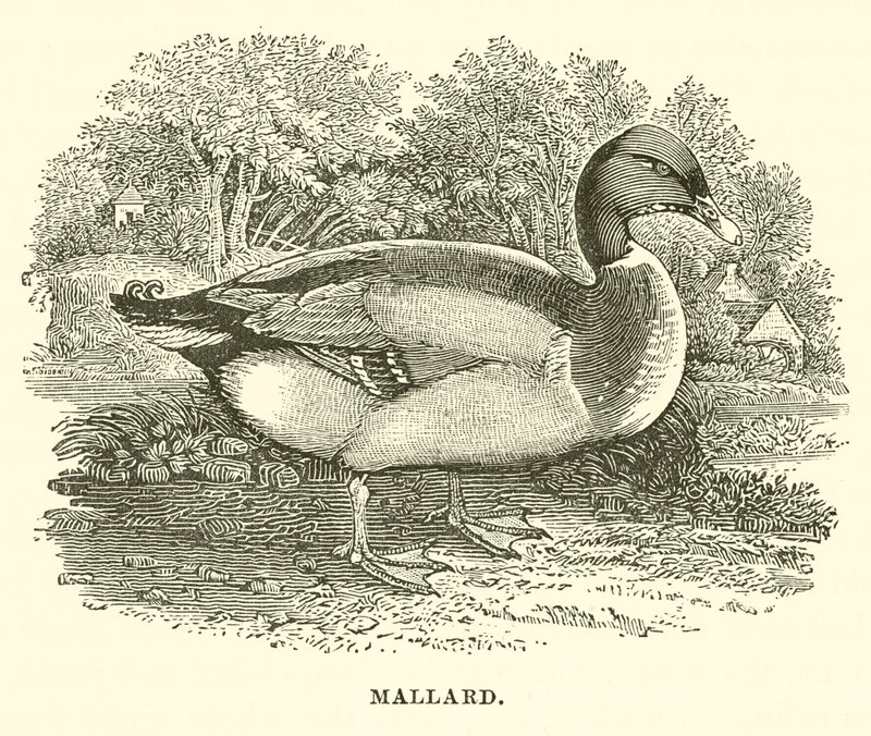 Stockente (Gravur) von English School