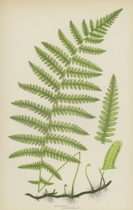 Sumpffarn von English School