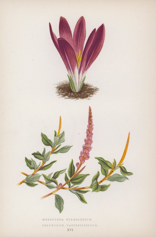Merendera Bulbocodium; Polygonum Vaccinifolium von English School