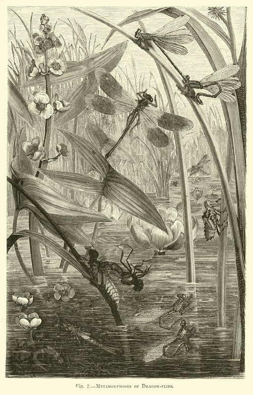Metamorphosen von Libellen von English School