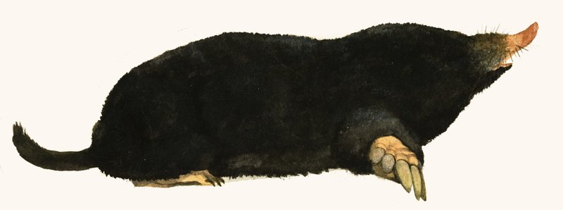 Maulwurf von English School