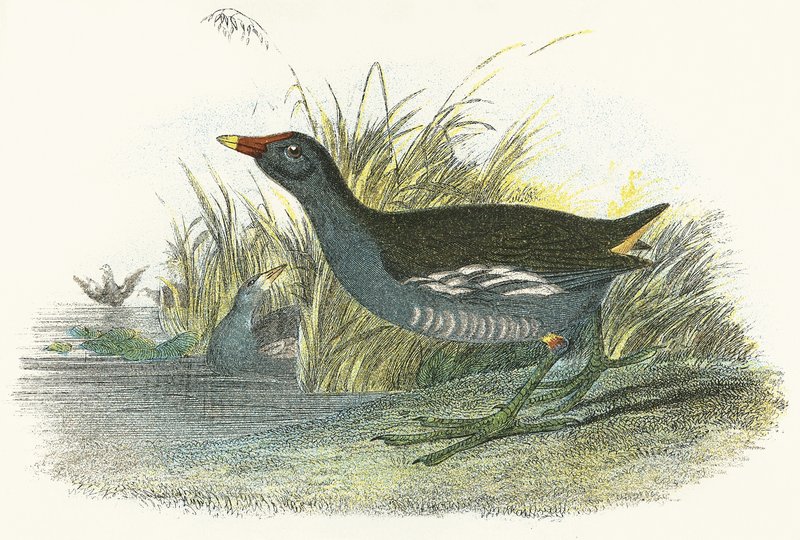 Teichhuhn von English School