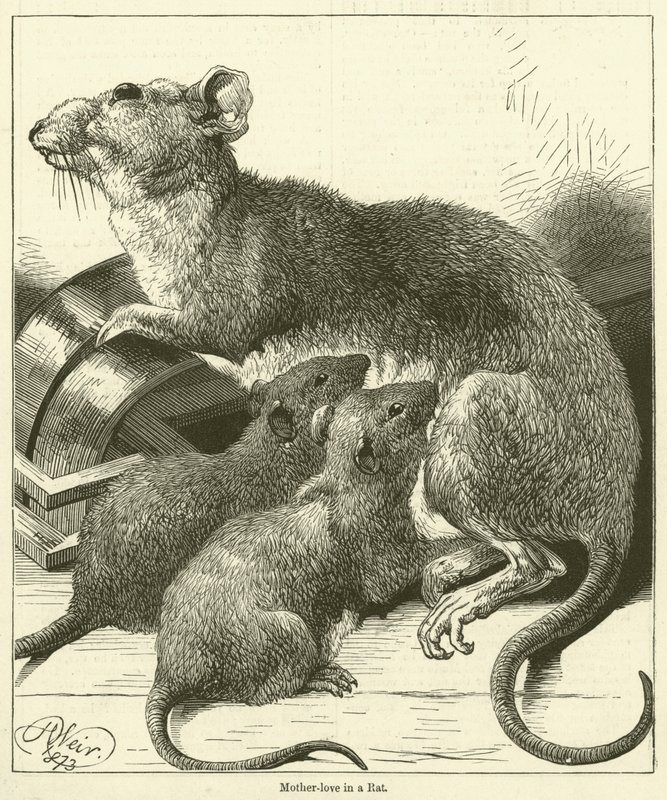 Mutterliebe in einer Ratte (Gravur) von English School