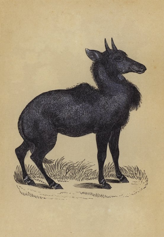 Nilgau von English School