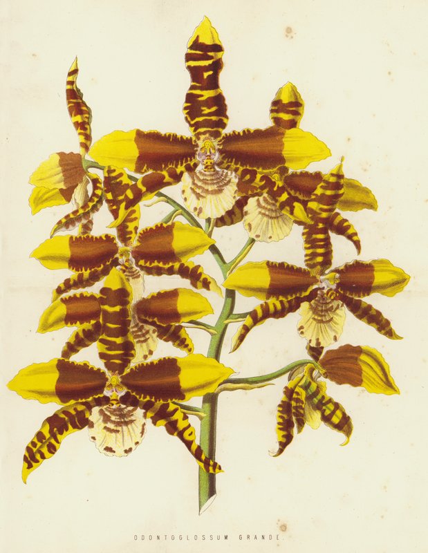 Odontoglossum Grande von English School