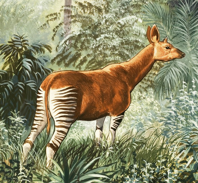 Okapi von English School